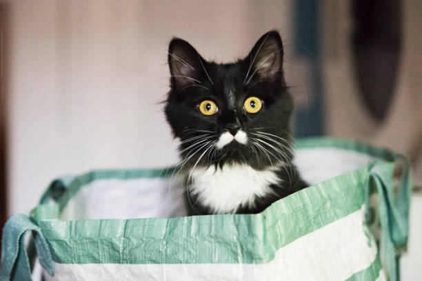 Playful 4 months kitten in reusable grocery bag. Playful 4 months kitten in reusable grocery bag. It is a tuxedo cat with a little white moustache on upper lips. Horizontal close-up indoors shot with copy space. tuxedo cat stock pictures, royalty-free photos & images