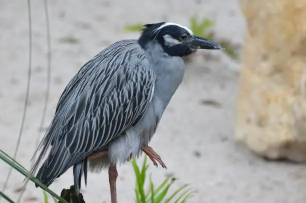 Beautiful yellow crowned night heron on a white sand beach in Florida.