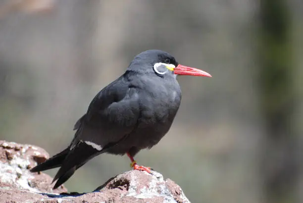 Great look at a Inca tern bird standing on a rock.