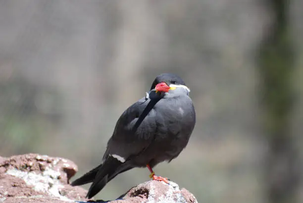 Inca tern standing on a rock.