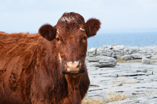 Beautiful brown cow on the Burren in County Clare Ireland.