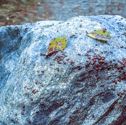 Yellow aspen leaves lying on a granite rock boulder, that is covered with resting ladybugs.

Taken in Yosemite National Park, California, USA.