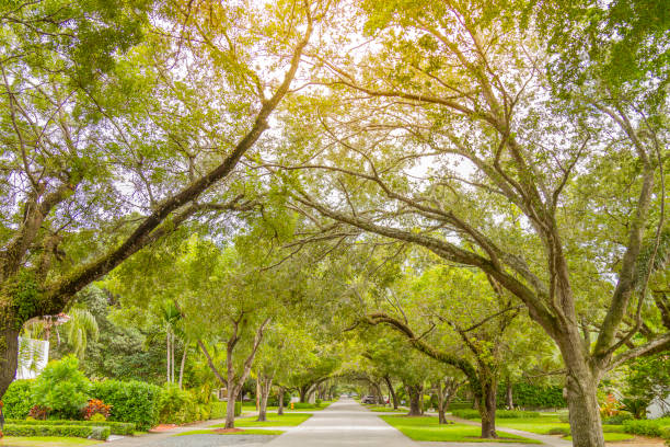 istock Miami Coral Gables street under tree canopy panorama 1289284109