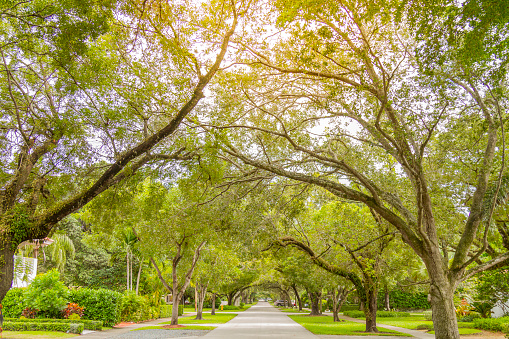 Miami Coral Gables street under tree canopy panorama in a sunny day in Miami, Florida, USA.