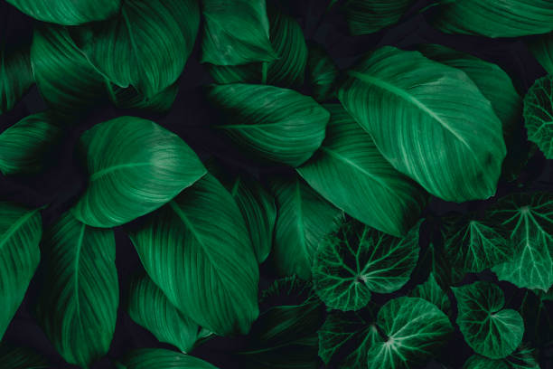 istock abstract green leaf texture, nature background, tropical leaf 1289284131