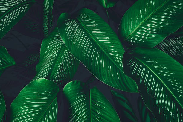 istock abstract green leaf texture, nature background, tropical leaf 1289284133