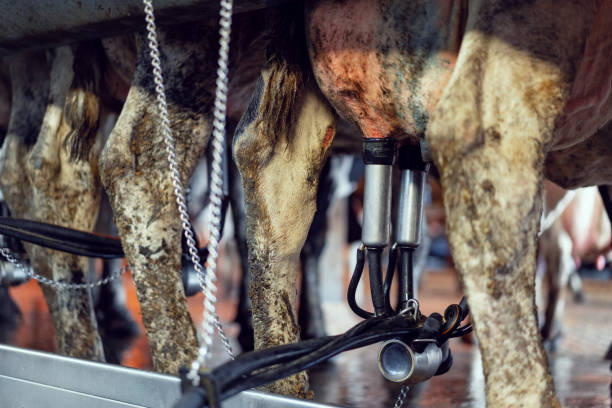 istock Process of milking cows with industrial equipment 1289284419