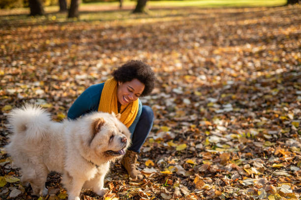 秋の日に公共の公園で彼女の犬をかわいがっているアフリカ系アメリカ人の女性。 - chow domestic animals animal beautiful ストックフォトと画像