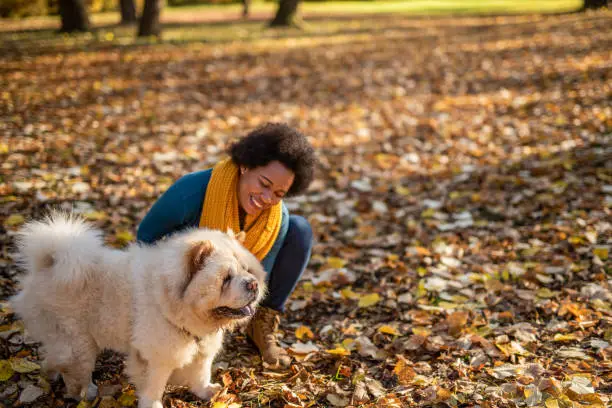 Happy mid adult African American woman enjoying a walk with her cute Chow dog on autumn day in the park.