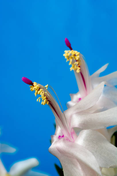istock Close up of white cactus flowers on blue background 1289286424