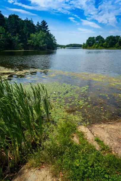 Lilypads on summer lake with bright sunlight and cloudscape