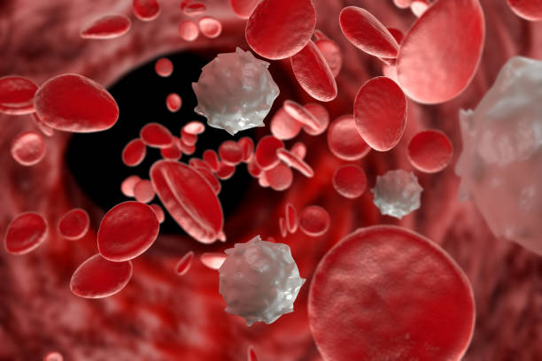 ilustración 3d de glóbulos rojos - human white blood cell fotografías e imágenes de stock