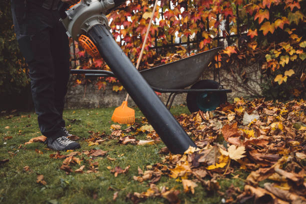 istock Vacuuming crispy autumn leaves 1289289119
