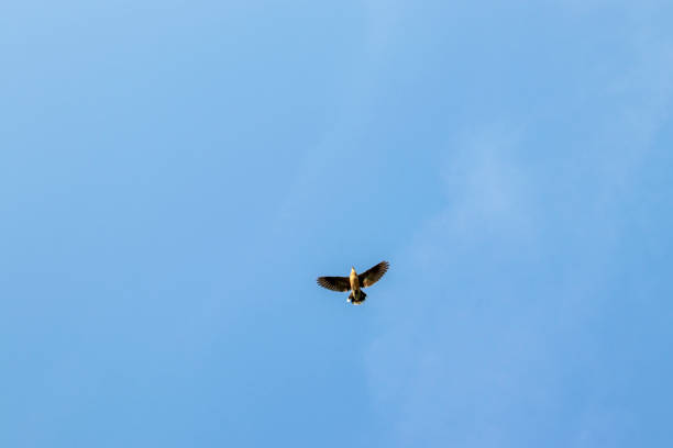 istock A black kite flying in the blue sky 1289289590