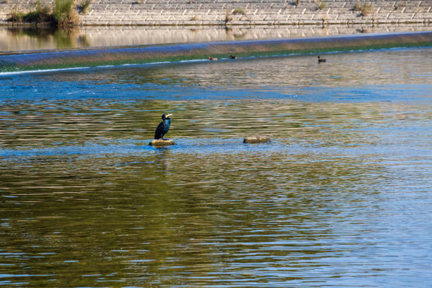A black cormorant nestled in the river