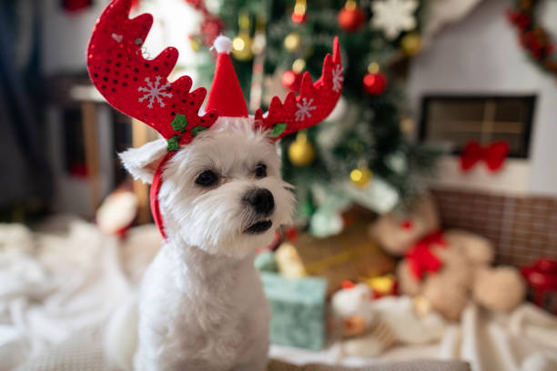 istock Cute dog enjoying Christmas at home 1289291347