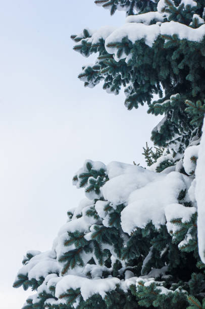istock Green fluffy fir tree in the snow 1289292777