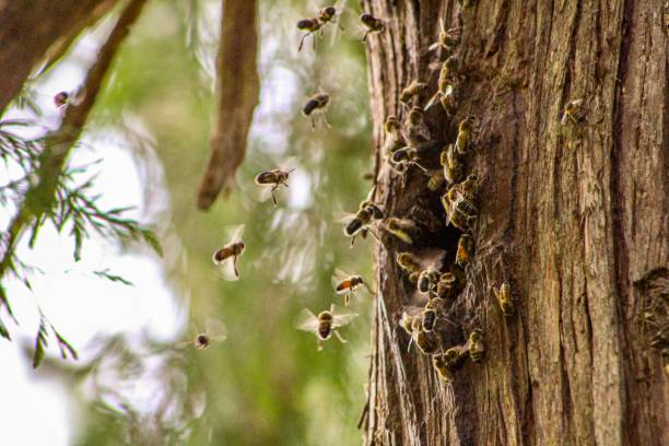 ビーネスト - beehive bee colony wax ストックフォトと画像