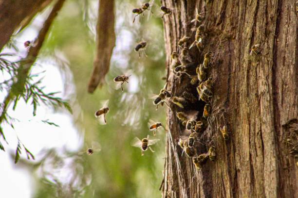 пчелиное гнездо - bee swarm of insects beehive tree стоковые фото и изображения