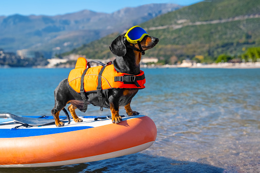 Active dachshund dog in specialized sunglasses for pets with polarizing lenses and life jacket is on stiffest durable inflatable stand up paddle board in sea or ocean.
