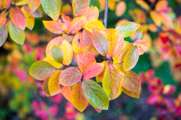 brillantes hojas de fondo de otoño y frutos de chokeberry bush - berry fruit pink vibrant color leaf fotografías e imágenes de stock