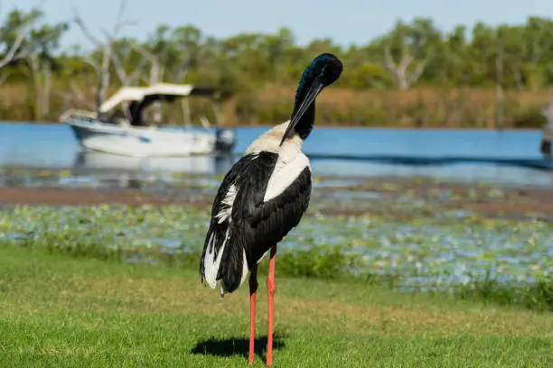 This a photo of a Jabiru. It is a beautiful bird of the North of Australia.