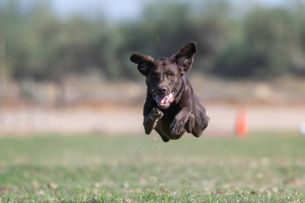 istock Brown Labrador Retriever in mid air with his ears out 1289295329