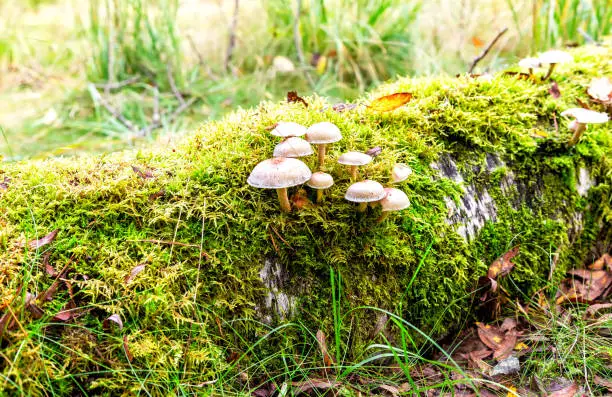 Gray toadstool mushrooms growing in the moss on the fallen tree