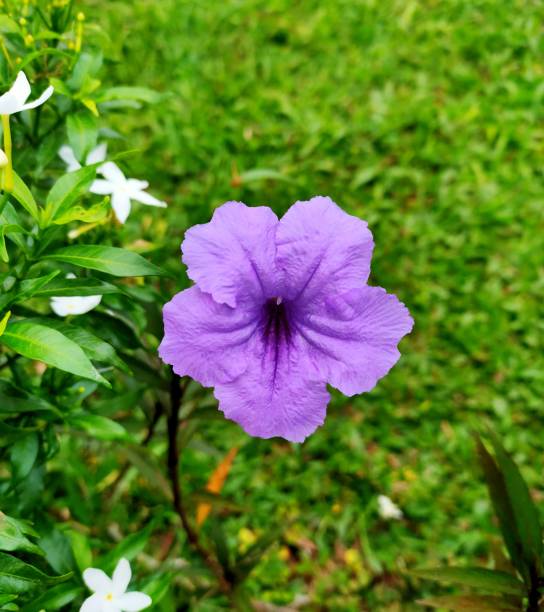 istock beautiful and pretty purple colored flowers 1289297827