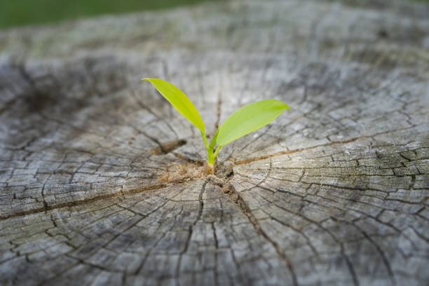 istock Small plant tree growing in center trunk of cut stumps. 1289298095