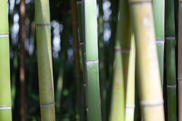 istock Bamboo stalks in bamboo grove 1289299077
