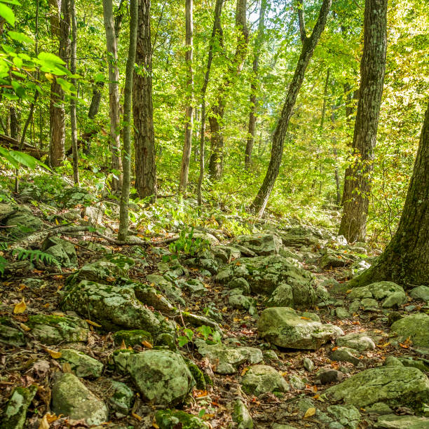 istock Rocky Summer Nature Trail 1289301520