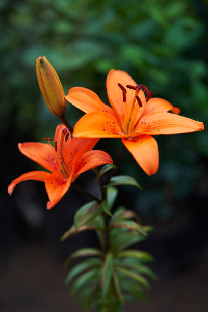 istock orange blooming lily close up 1289302689