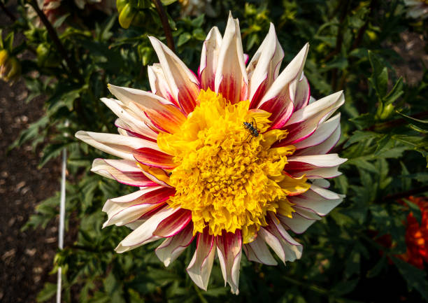 A small bug on a yellow, red and white dahlia blossom. The flower is growing in a green background.