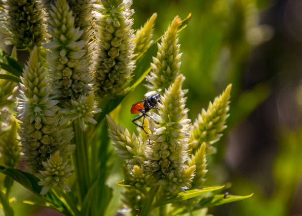 red bug and reseda lutea A Red bug is in a white Reseda Lutea flowering plant reseda lutea stock pictures, royalty-free photos & images