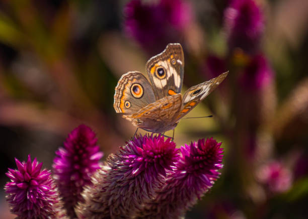 Buckeye Butterfly and Celosia flower A buckeye butterfly with its wing partially open is sitting on red celosia flower. petaluma stock pictures, royalty-free photos & images