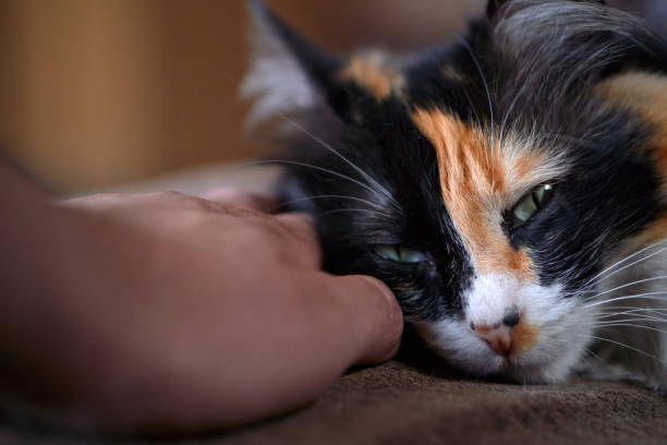 istock pet rests on a sofa next to a person 1289307085