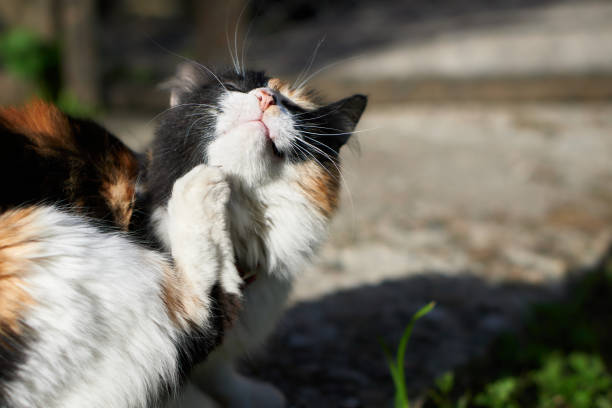 istock cat scratching its body to combat the itch 1289307118