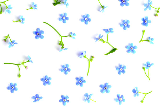 Bright colorful bellflow flower on a white background. Floral background.