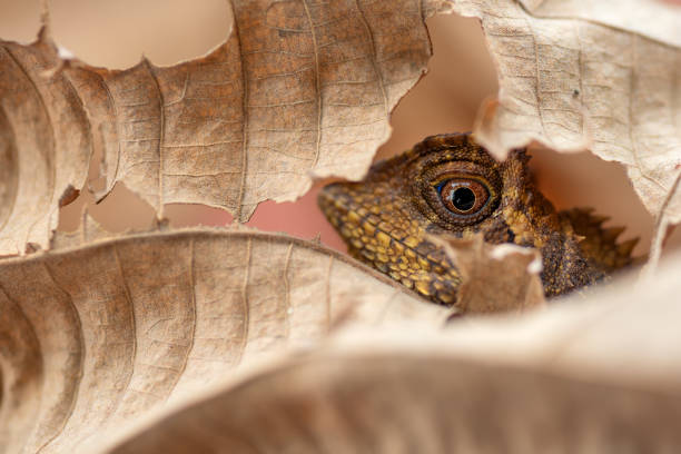 Gonocephalus chamaeleontinus, the chameleon forest dragon or chameleon anglehead lizard, is a species of agamid lizard from Indonesia