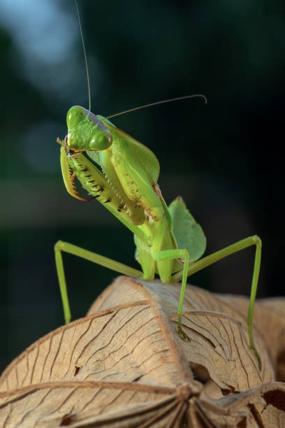 istock Front view of green praying mantis 1289313971