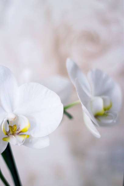istock Blooming orhid flowers Phalaenopsis white colors blossoming close up 1289314148
