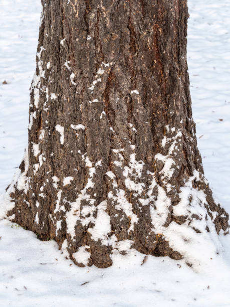 istock Trunk of a larch tree trunk in the snow 1289314192