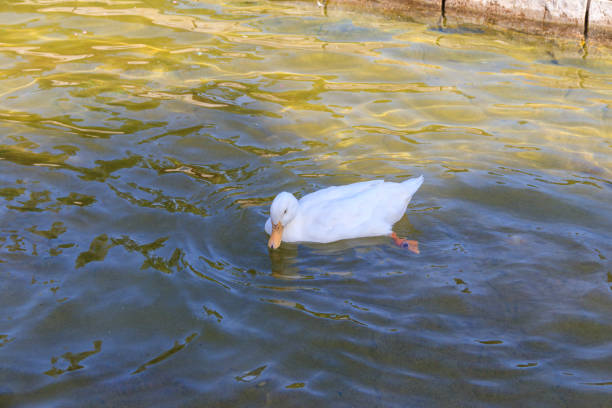 Domestic duck swimming in a pond