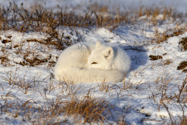 Arctic fox (Vulpes Lagopus) in wilde tundra. Arctic fox lying. Sleeping in tundra.