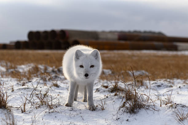 istock Arctic fox in winter time in Siberian tundra 1289315779