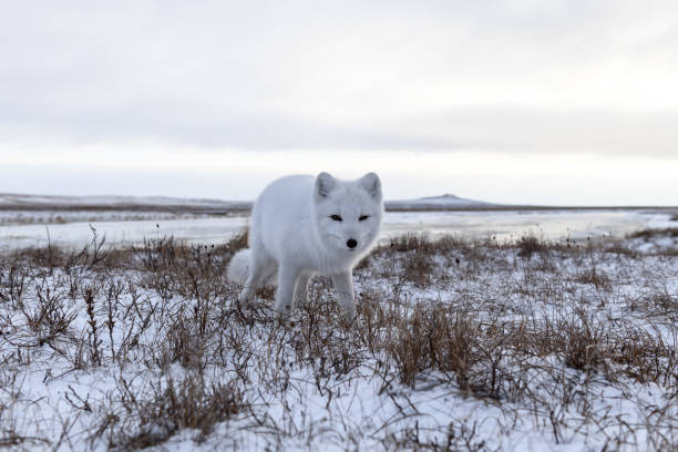 istock Arctic fox in winter time in Siberian tundra 1289315880