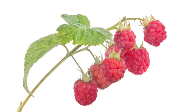 istock seven pink raspberries with green leaves 1289317369