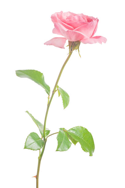 istock large beautiful bright pink color rose isolated on white 1289317375