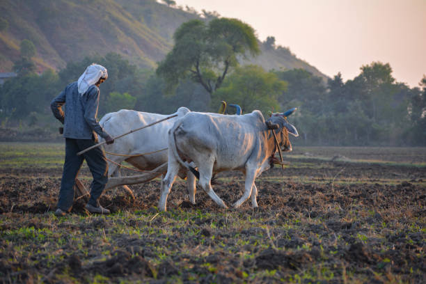 niezidentyfikowany indyjski rolnik pracujący z bykiem w swoim gospodarstwie. - ox wóz zdjęcia i obrazy z banku zdjęć